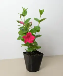 Dipladenia Premier Hot Pink White houseplant