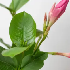 Dipladenia Premier Hot Pink White — additional view