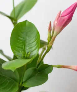 Dipladenia Premier Hot Pink White — additional view