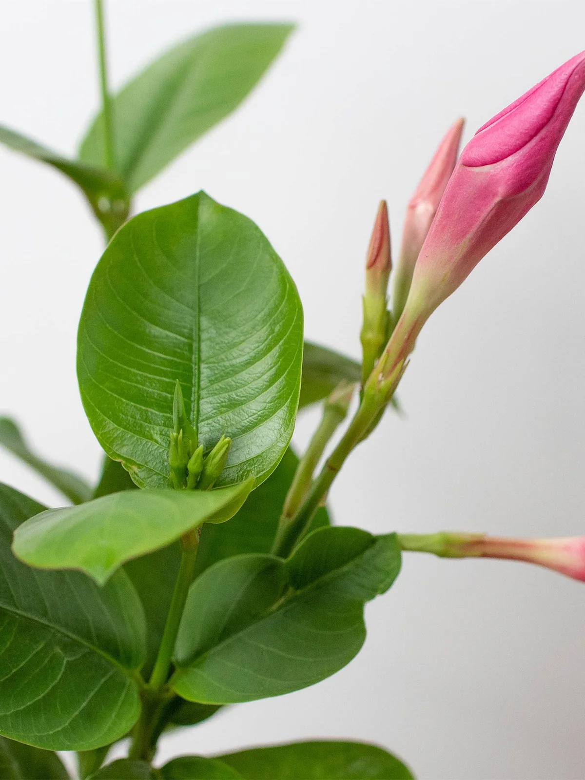 Dipladenia Premier Hot Pink White — additional view