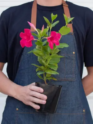 Dipladenia Premier Hot Pink White — additional view