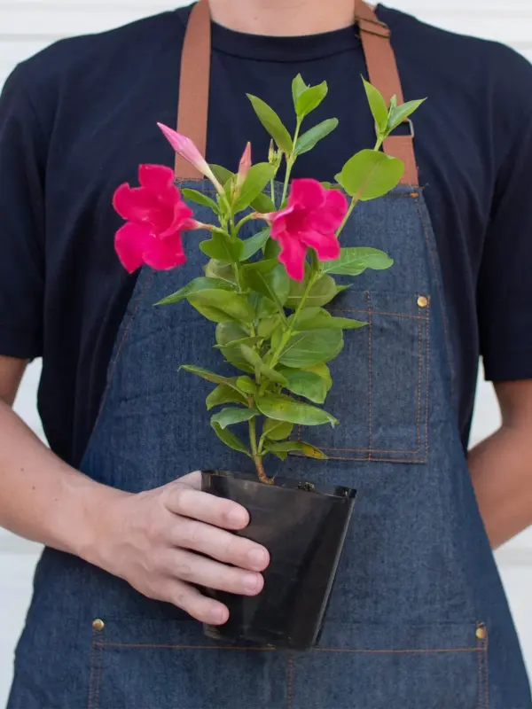 Dipladenia Premier Hot Pink White — additional view