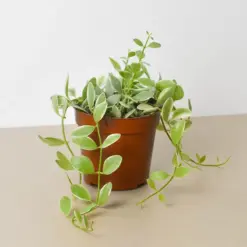 Succulent Dischidia Cascade Variegated houseplant