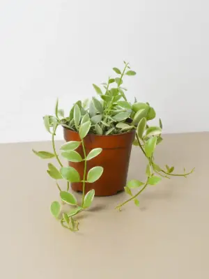 Succulent Dischidia Cascade Variegated houseplant