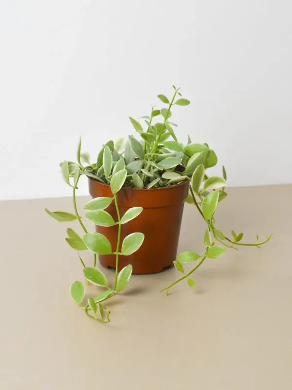 Succulent Dischidia Cascade Variegated houseplant