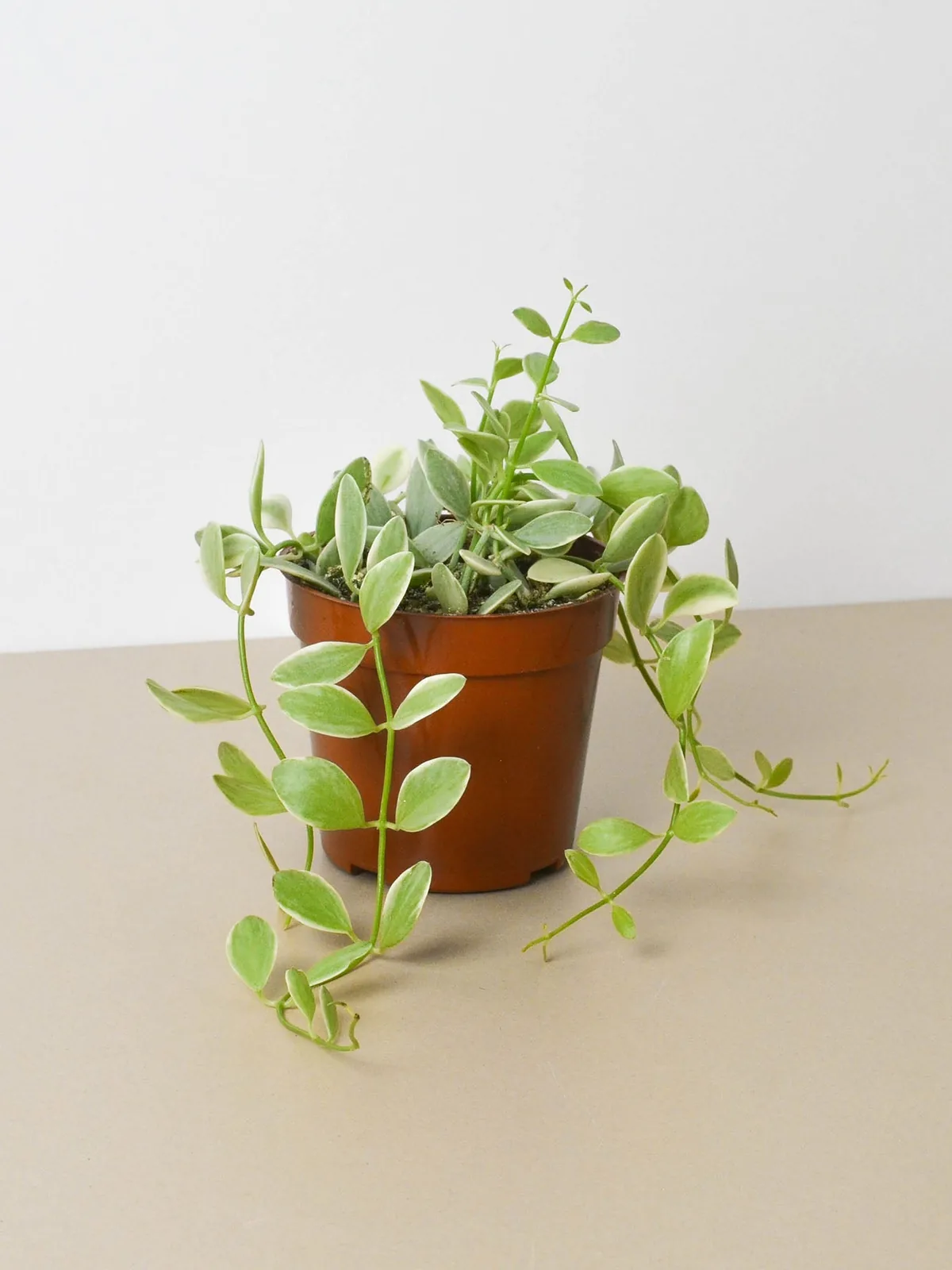 Succulent Dischidia Cascade Variegated houseplant