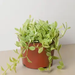 Succulent Dischidia Cascade Variegated — additional view