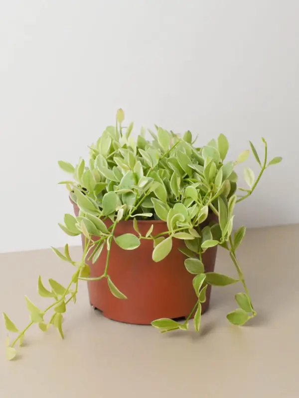Succulent Dischidia Cascade Variegated — additional view