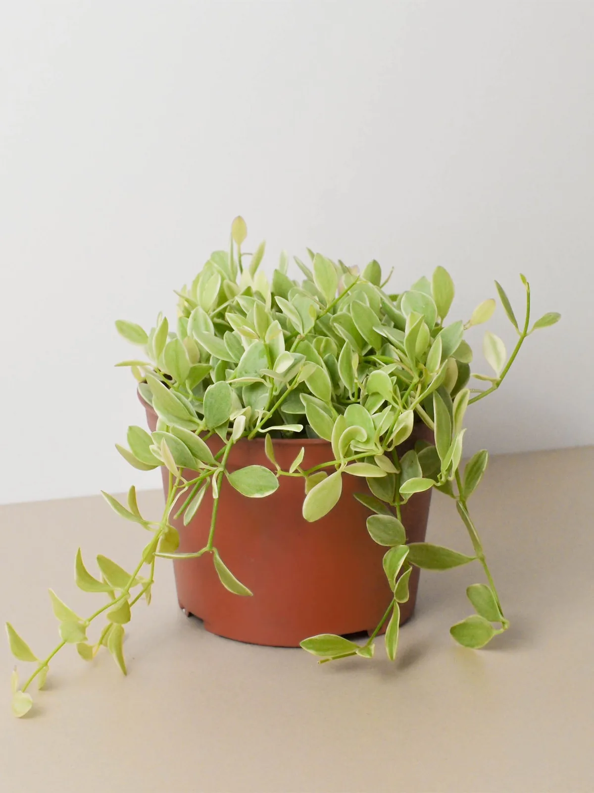 Succulent Dischidia Cascade Variegated — additional view