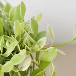 Succulent Dischidia Cascade Variegated — additional view