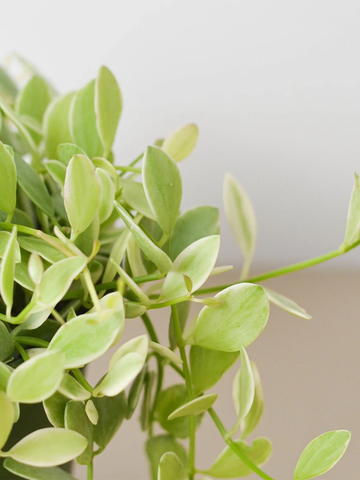 Succulent Dischidia Cascade Variegated — additional view