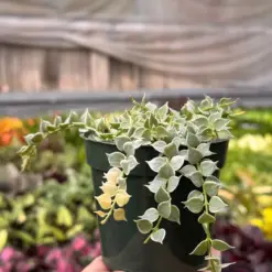 Succulent Dischidia 'Million Hearts' Variegated Plant