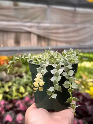 Succulent Dischidia 'Million Hearts' Variegated Plant