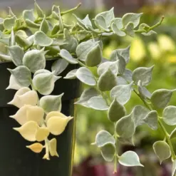 Succulent Dischidia 'Million Hearts' Variegated Plant — additional view