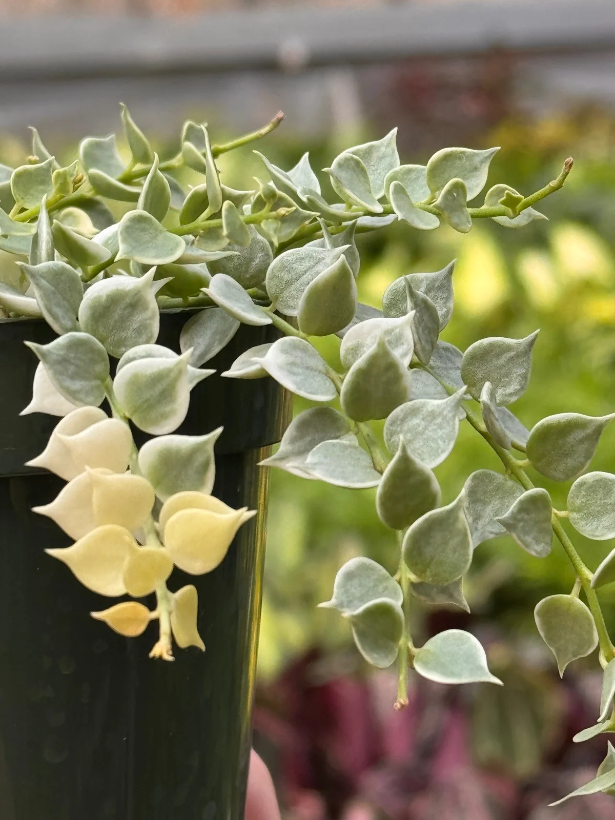 Succulent Dischidia 