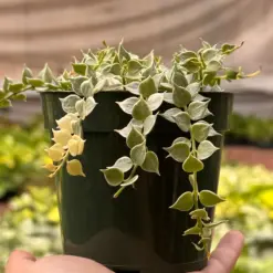 Succulent Dischidia 'Million Hearts' Variegated Plant — additional view