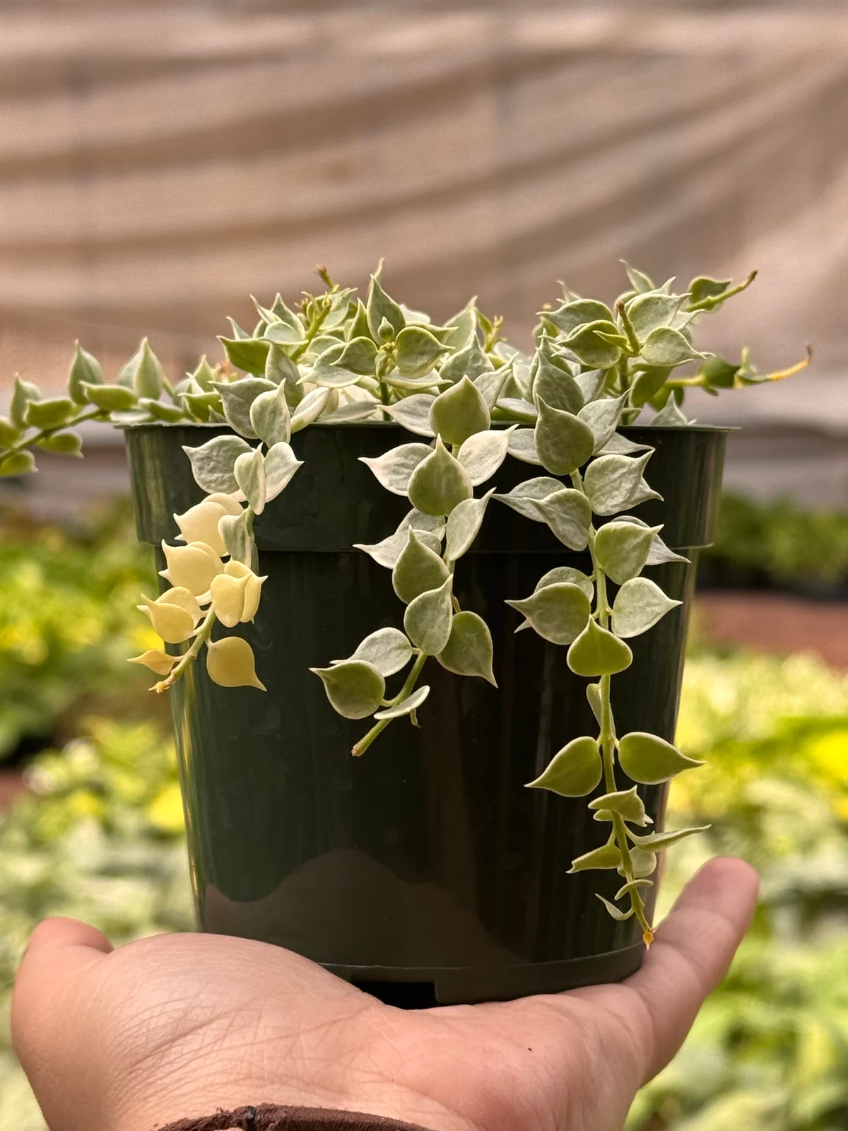 Succulent Dischidia 