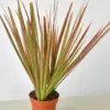 Dracaena 'Colorama' houseplant