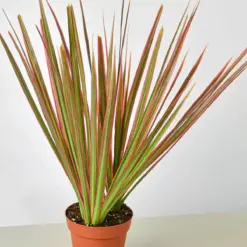 Dracaena 'Colorama' houseplant
