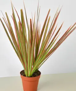 Dracaena 'Colorama' houseplant