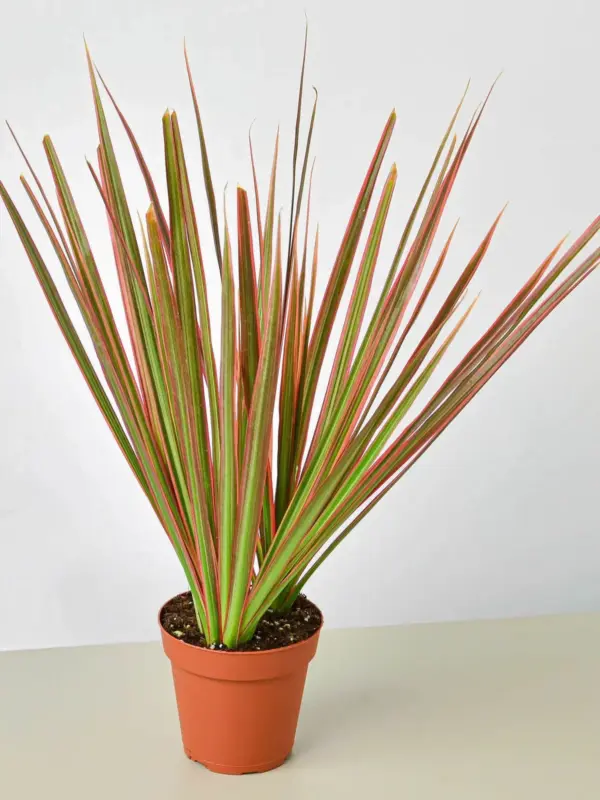 Dracaena 'Colorama' houseplant