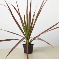 Dracaena 'Colorama' — additional view