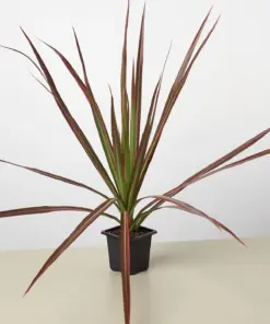 Dracaena 'Colorama' — additional view