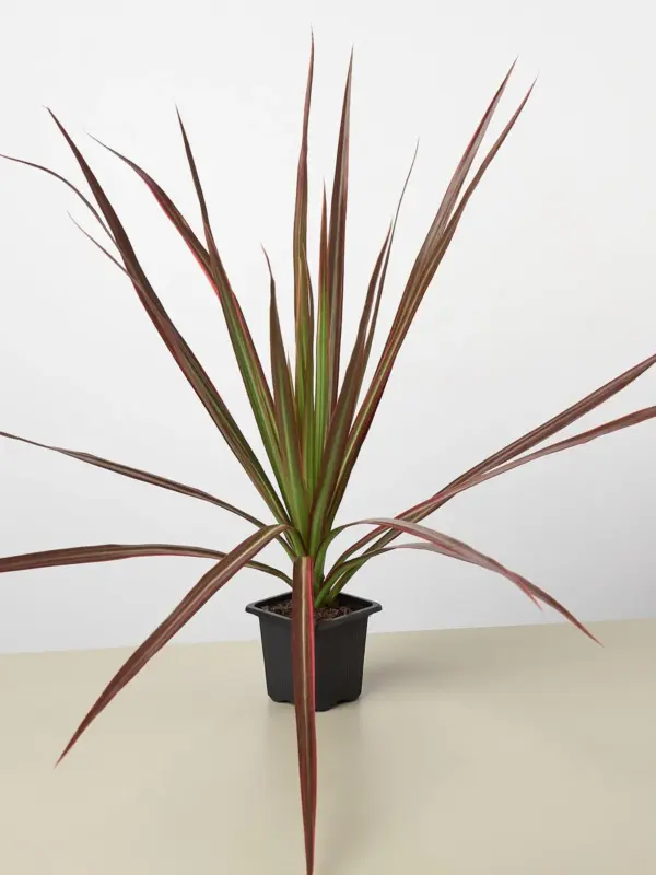 Dracaena 'Colorama' — additional view
