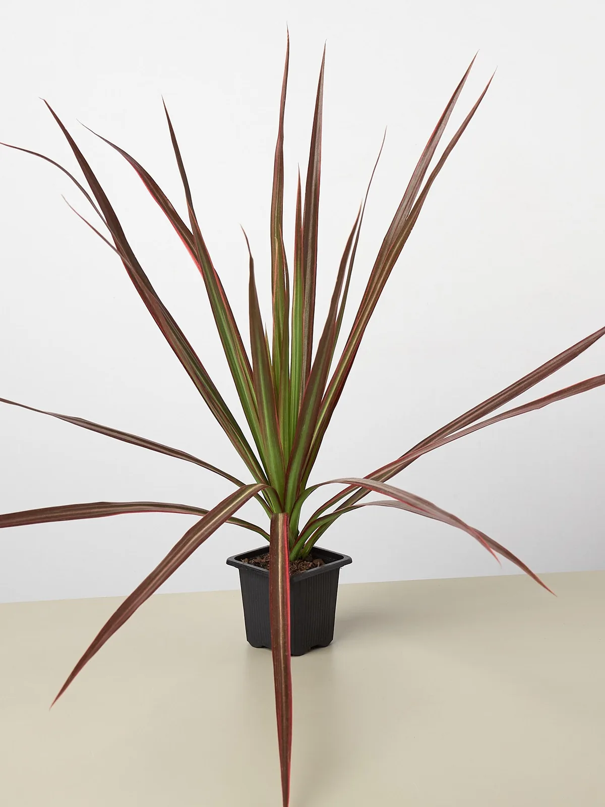 Dracaena 
