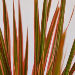 Dracaena 'Colorama' — leaf detail close-up