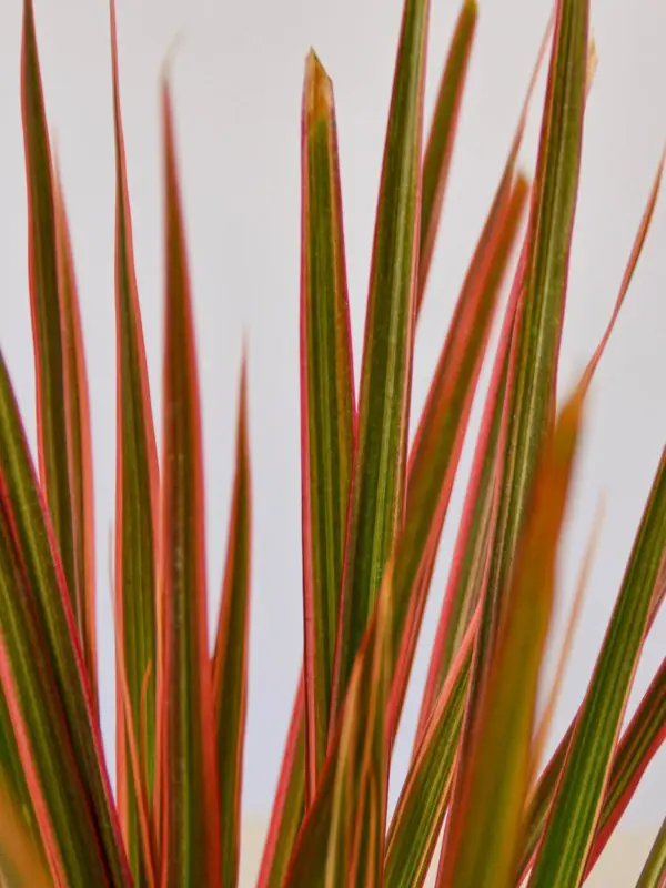 Dracaena 'Colorama' — leaf detail close-up
