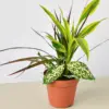Dracaena 'Combo' houseplant