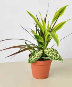 Dracaena 'Combo' houseplant