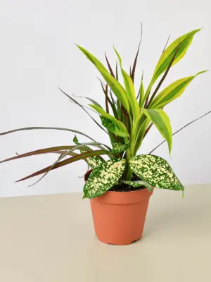 Dracaena 'Combo' houseplant