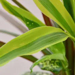 Dracaena 'Combo' — leaf detail close-up
