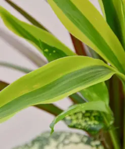 Dracaena 'Combo' — leaf detail close-up
