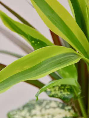 Dracaena 'Combo' — leaf detail close-up