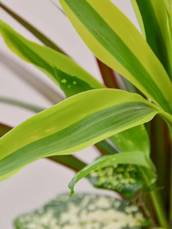 Dracaena 'Combo' — leaf detail close-up