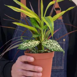 Dracaena 'Combo' — held in hand for size reference