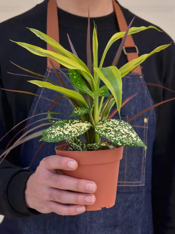 Dracaena 'Combo' — held in hand for size reference
