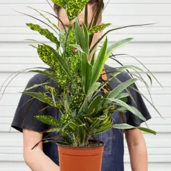 Dracaena 'Combo' — held in hand for size reference