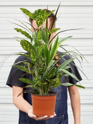 Dracaena 'Combo' — held in hand for size reference