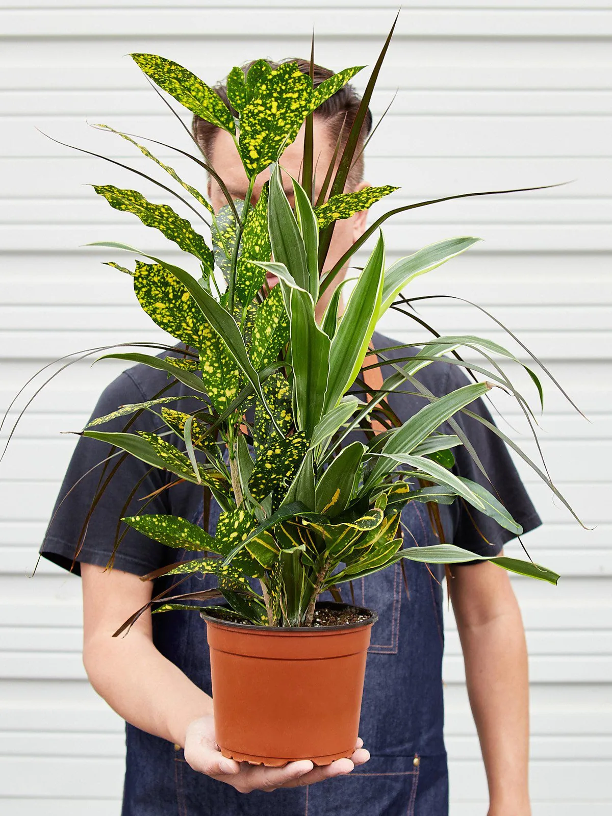 Dracaena 