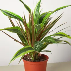 Dracaena 'Combo' — additional view