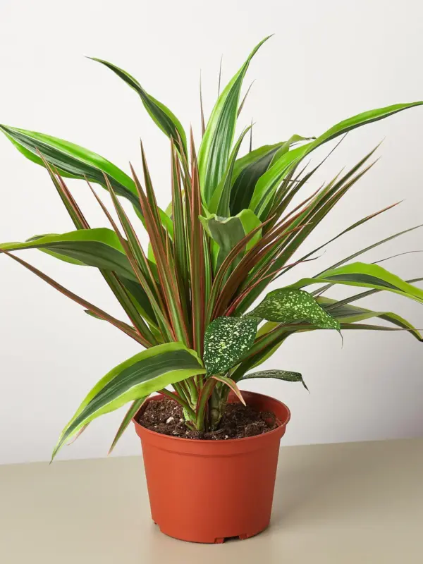 Dracaena 'Combo' — additional view
