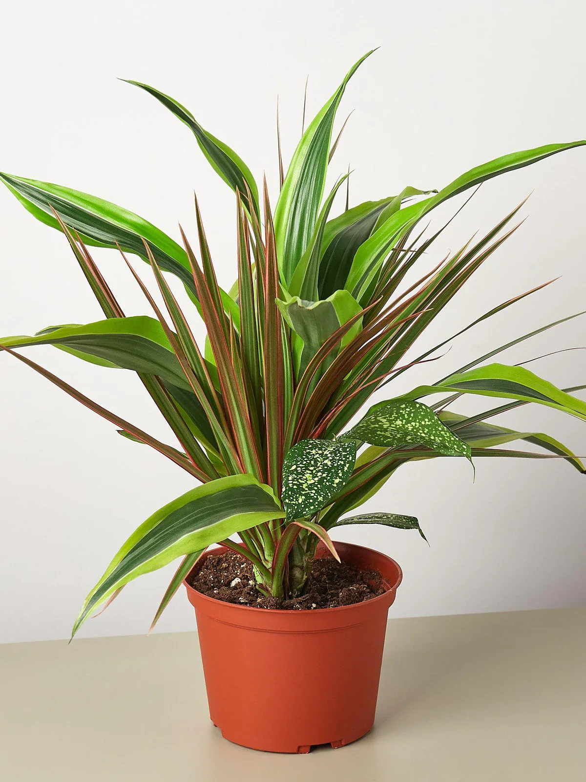 Dracaena 