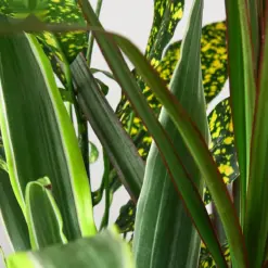 Dracaena 'Combo' — leaf detail close-up