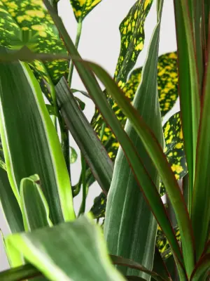 Dracaena 'Combo' — leaf detail close-up