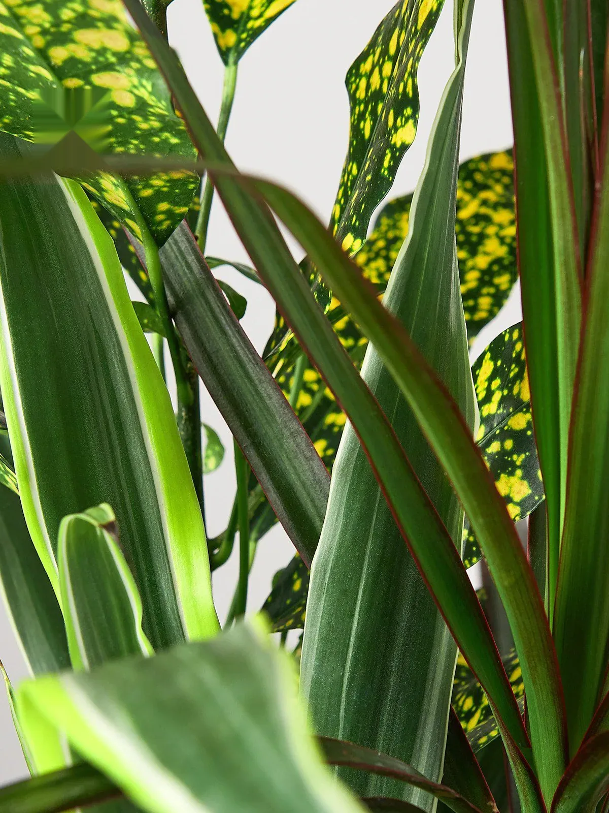 Dracaena 
