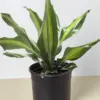 Dracaena Golden Heart houseplant